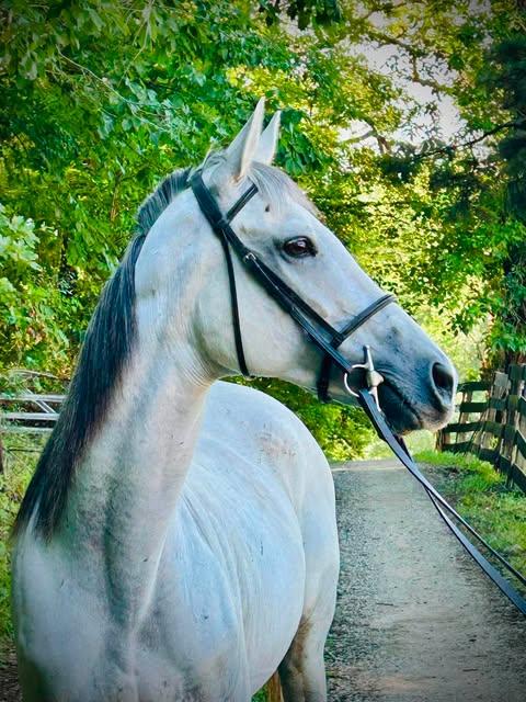 Enlarge Cosmos - 2026 ATFO Showcase Division, an adopted Thoroughbred in Huntington, WV image 2/6