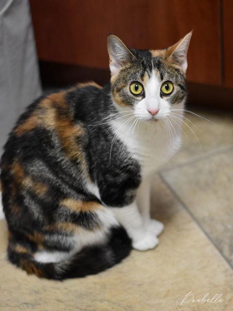 Poubelle, Adopted, Young Female Calico.