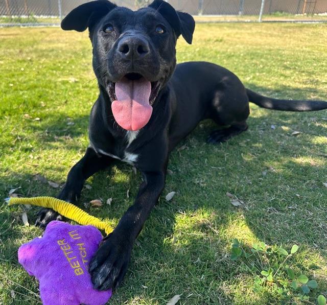 Enlarge THUNDER, a Adoptable mixed breed in Redlands, CA image 1/1
