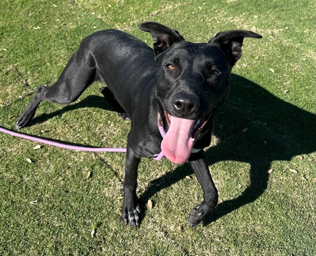 THUNDER, Adoptable, Young Female Australian Shepherd & Mixed Breed.