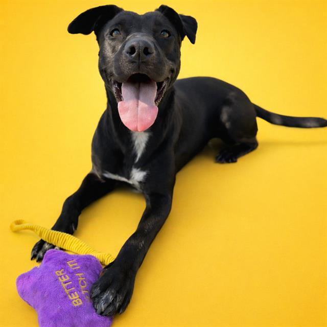 THUNDER, Adoptable, Young Female Australian Shepherd & Mixed Breed.