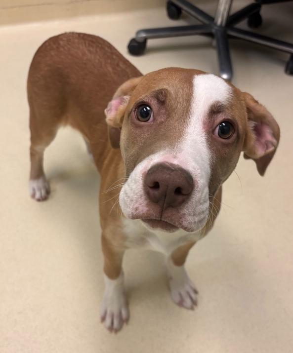 Twinkie, Adoptable, Puppy Female Pit Bull Terrier.