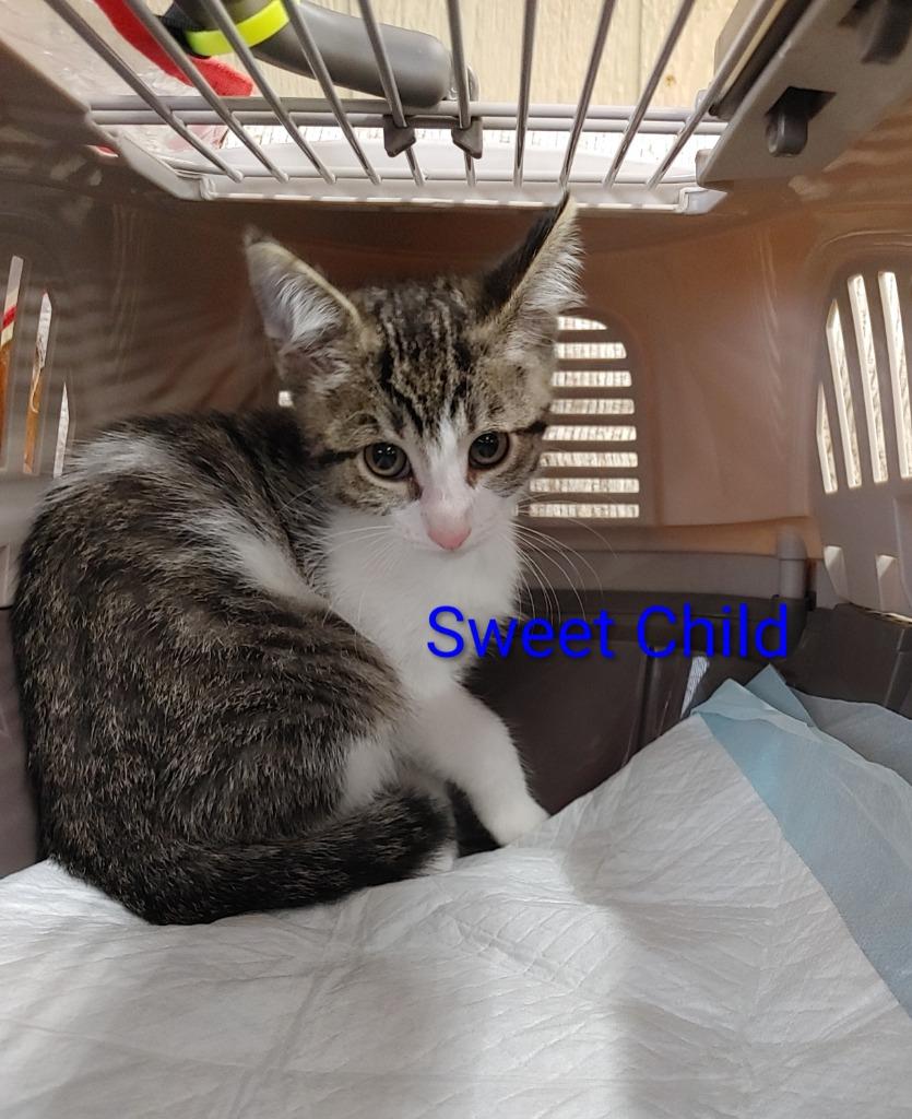 Sweet Child, Adoptable, Kitten Male Domestic Short Hair.
