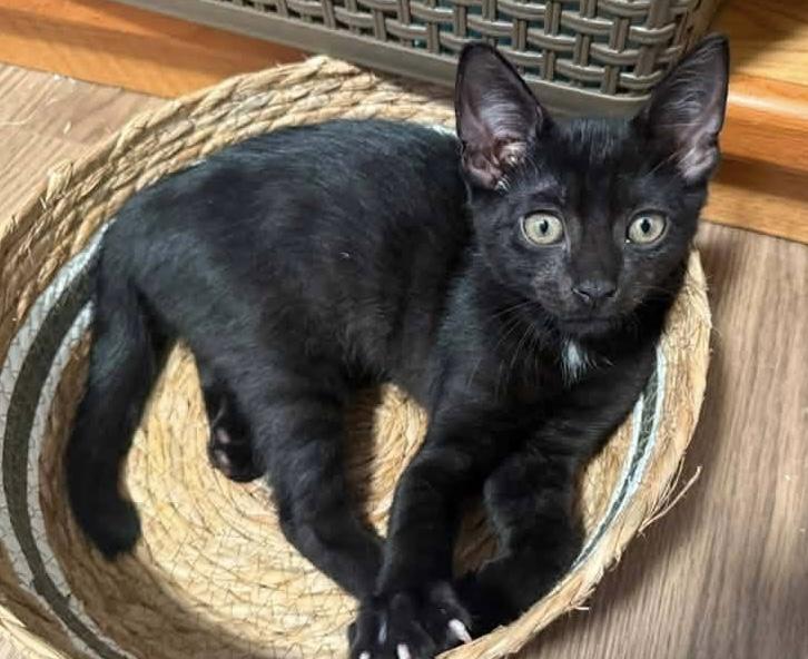 Enlarge Obsidian, a ADOPTABLE Domestic Short Hair in Breinigsville, PA image 1/1