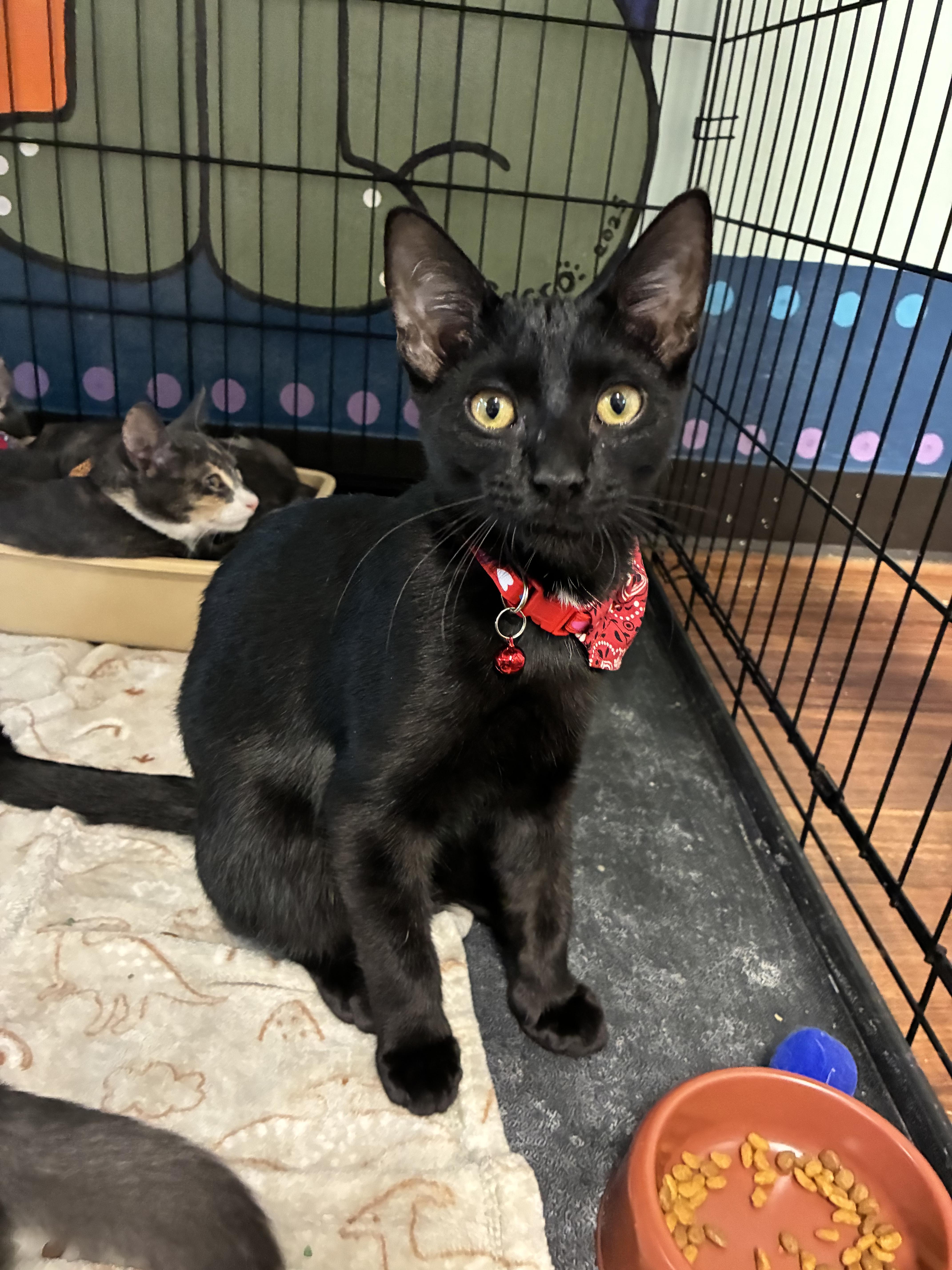 Enlarge Obsidian, a Adoptable Domestic Short Hair in Breinigsville, PA image 2/6