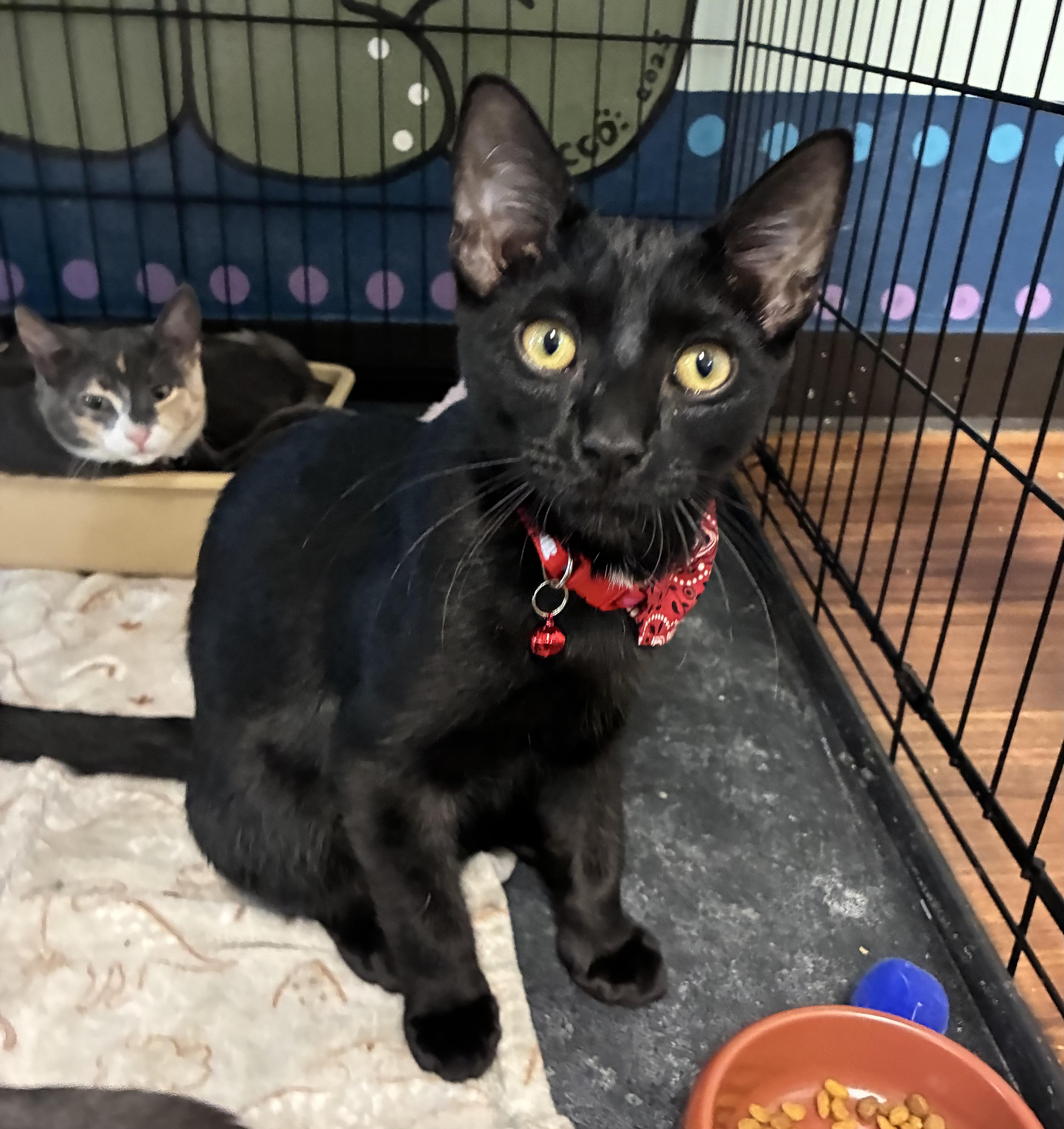 Enlarge Obsidian, a Adoptable Domestic Short Hair in Breinigsville, PA image 3/6