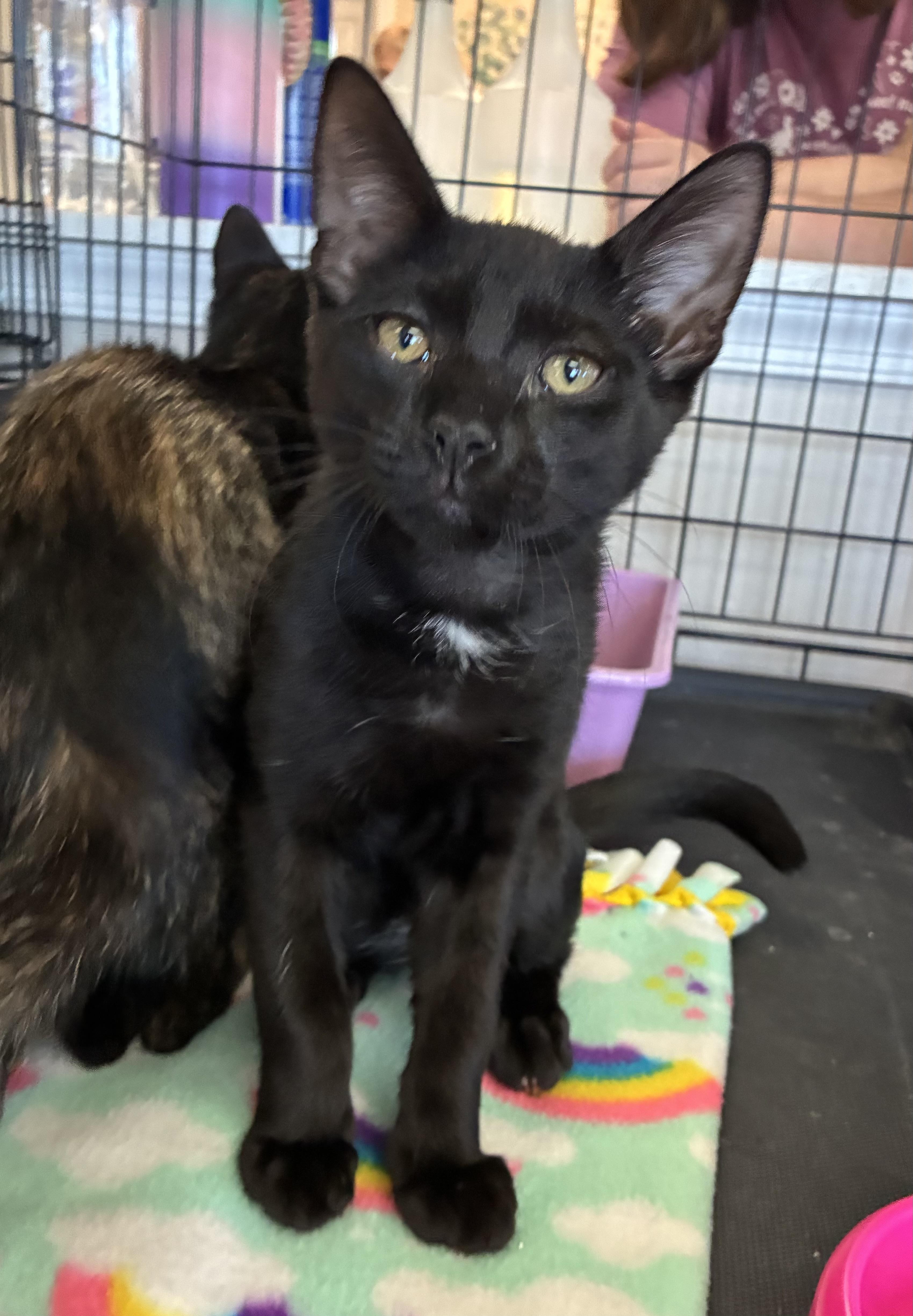 Obsidian, a ADOPTABLE Domestic Short Hair in Breinigsville, PA image 1/2