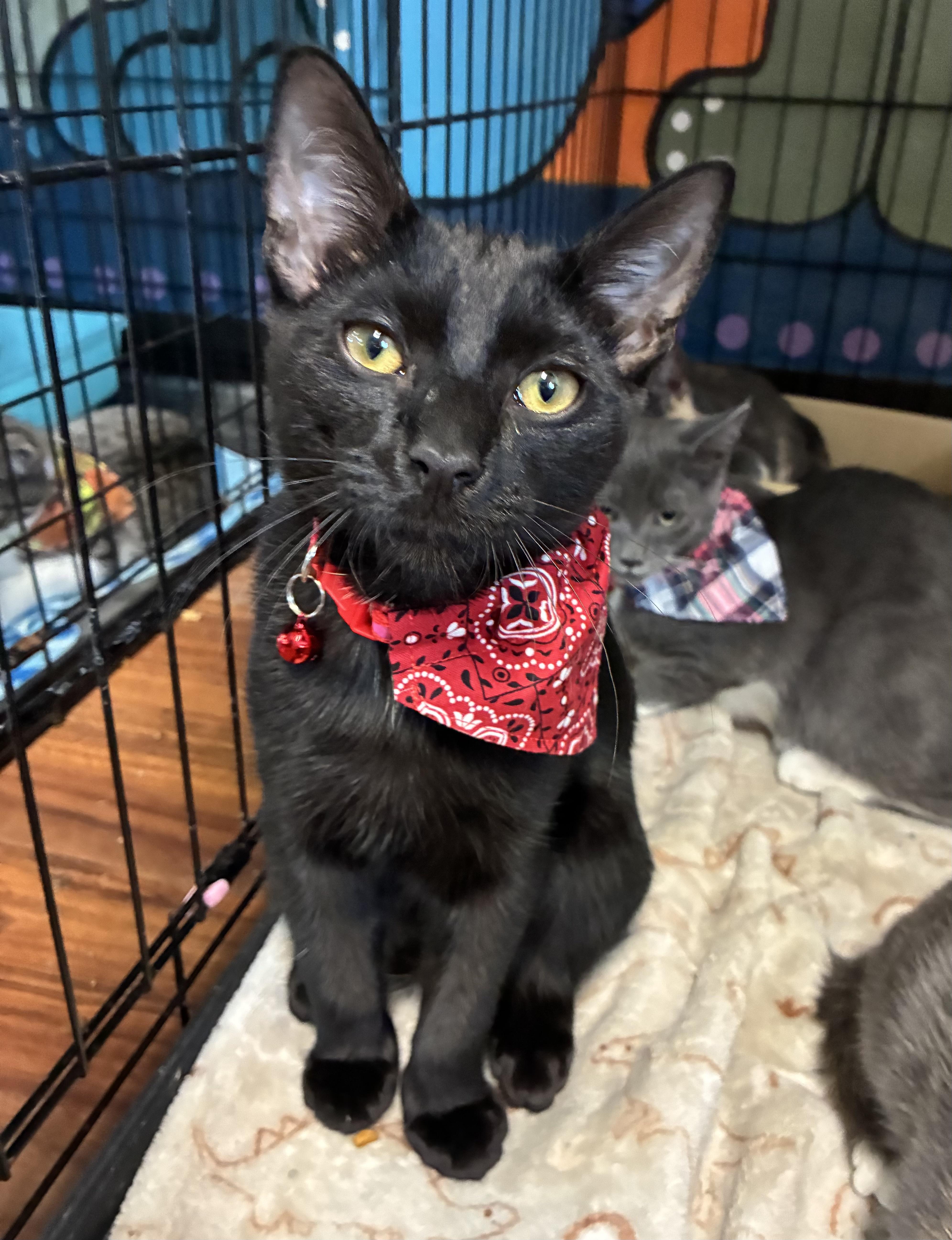 Enlarge Obsidian, a Adoptable Domestic Short Hair in Breinigsville, PA image 5/6