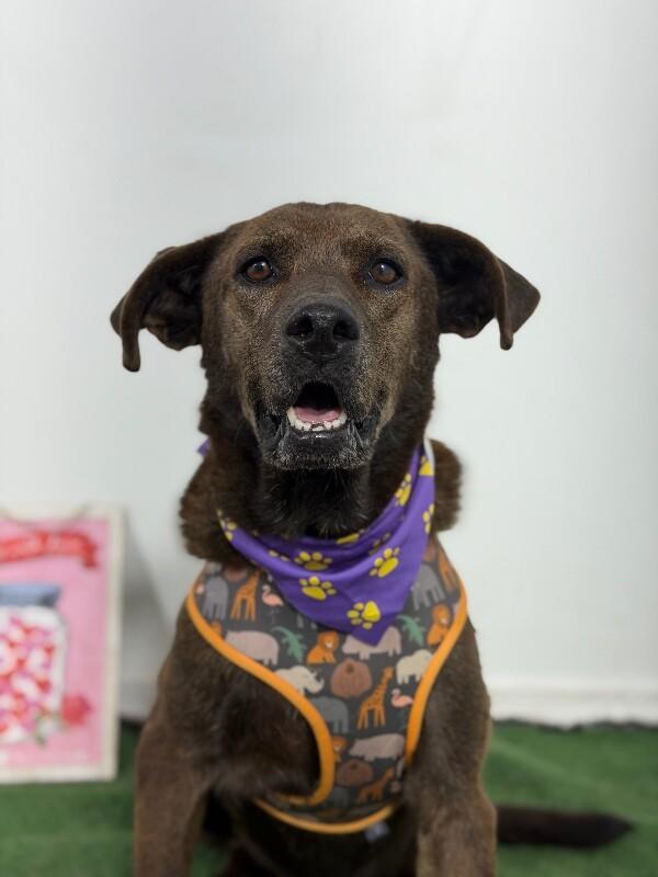Enlarge Charlie-One of our Amazing Rescue Dogs, a Adoptable mixed breed in Burbank, CA image 1/1