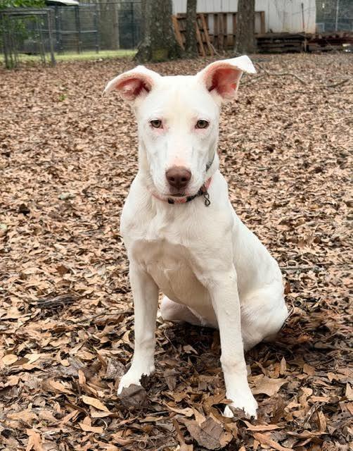 Zero, a Adoptable mixed breed in Madison, GA image 1/4