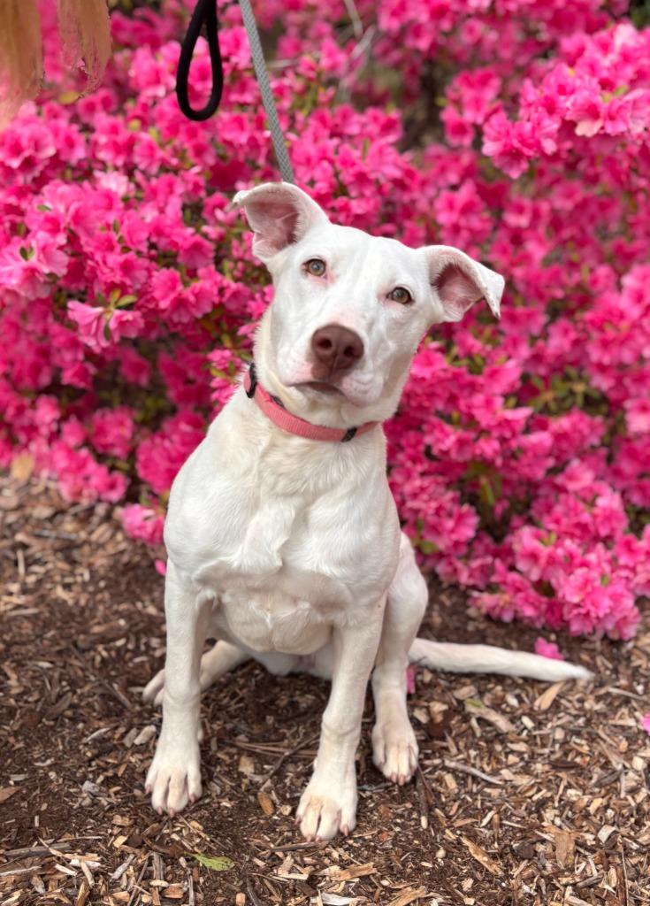 Zero, a Adoptable mixed breed in Madison, GA image 2/4