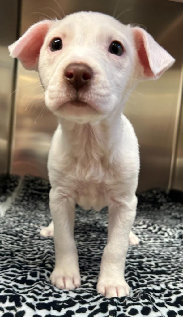 Zero, a Adoptable mixed breed in Madison, GA image 3/4