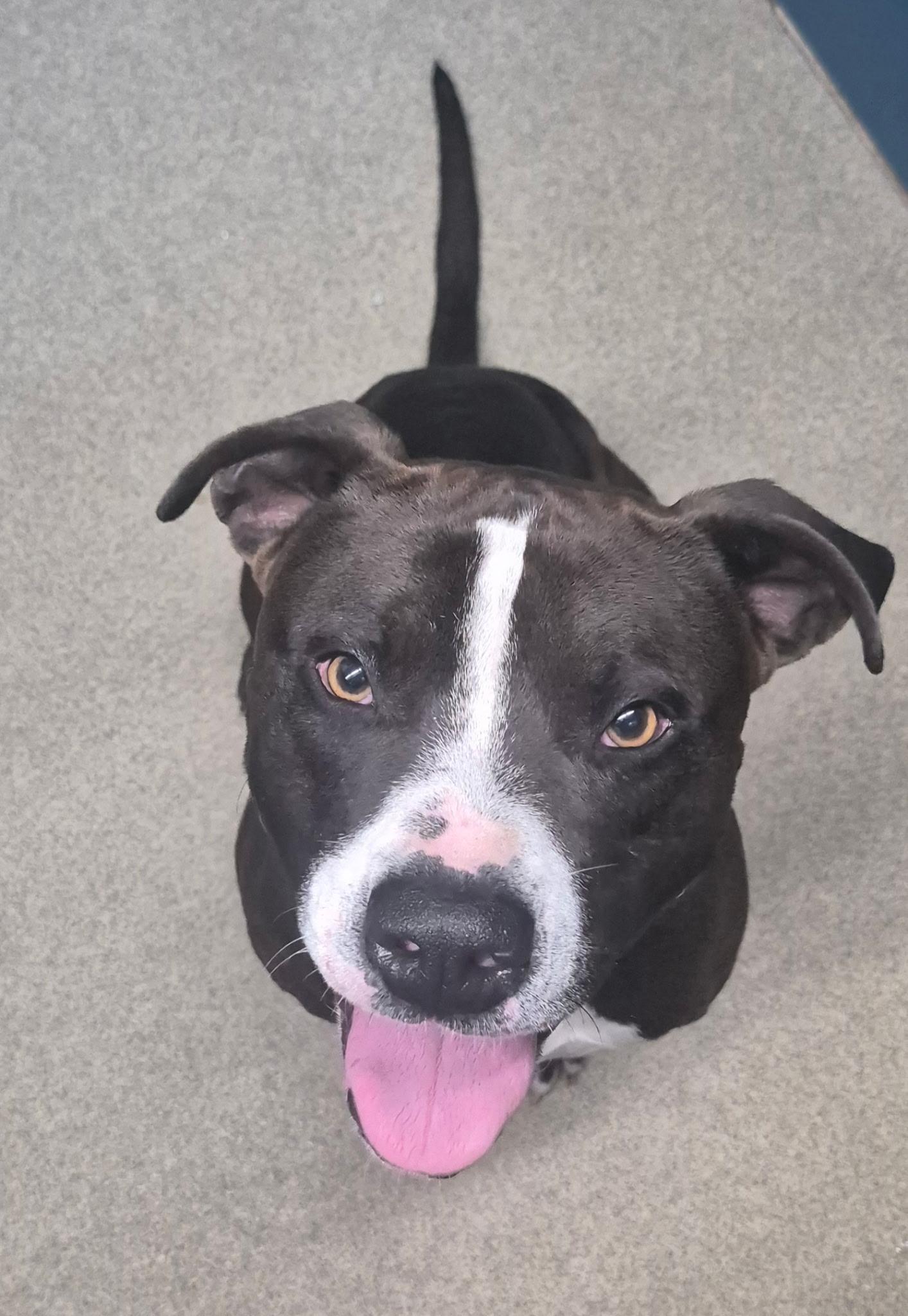 Levi, a ADOPTABLE mixed breed in Wahoo, NE image 2/2