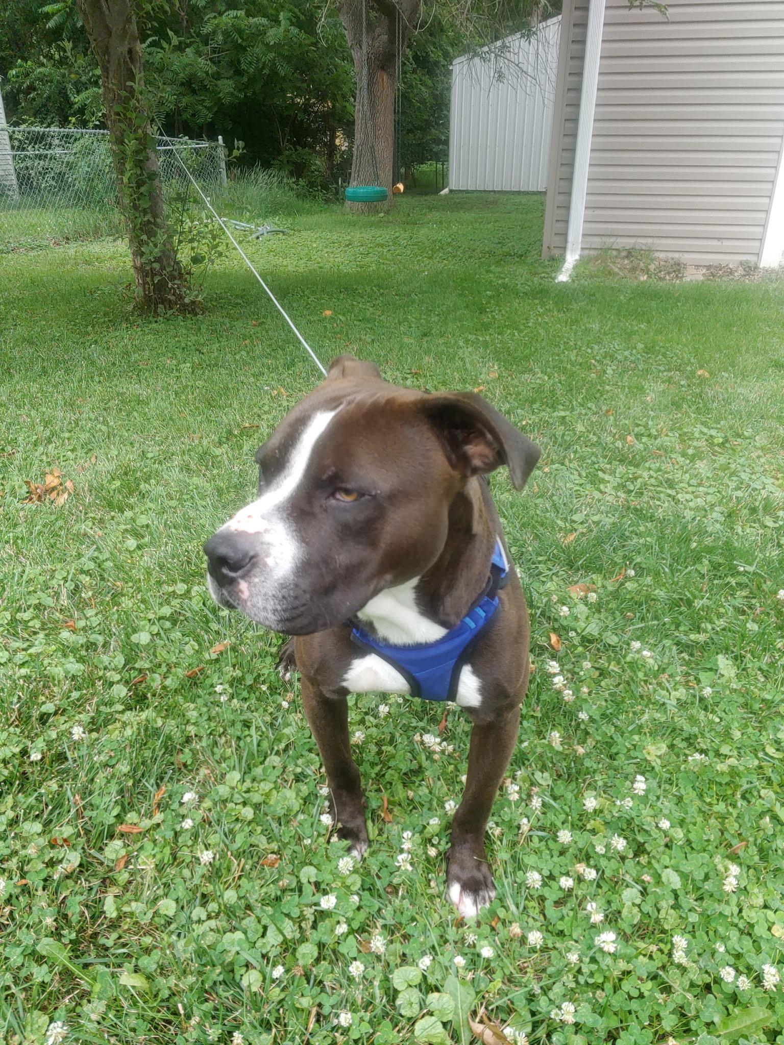 Levi, ADOPTABLE, Adult Male Black Labrador Retriever & Pit Bull Terrier.