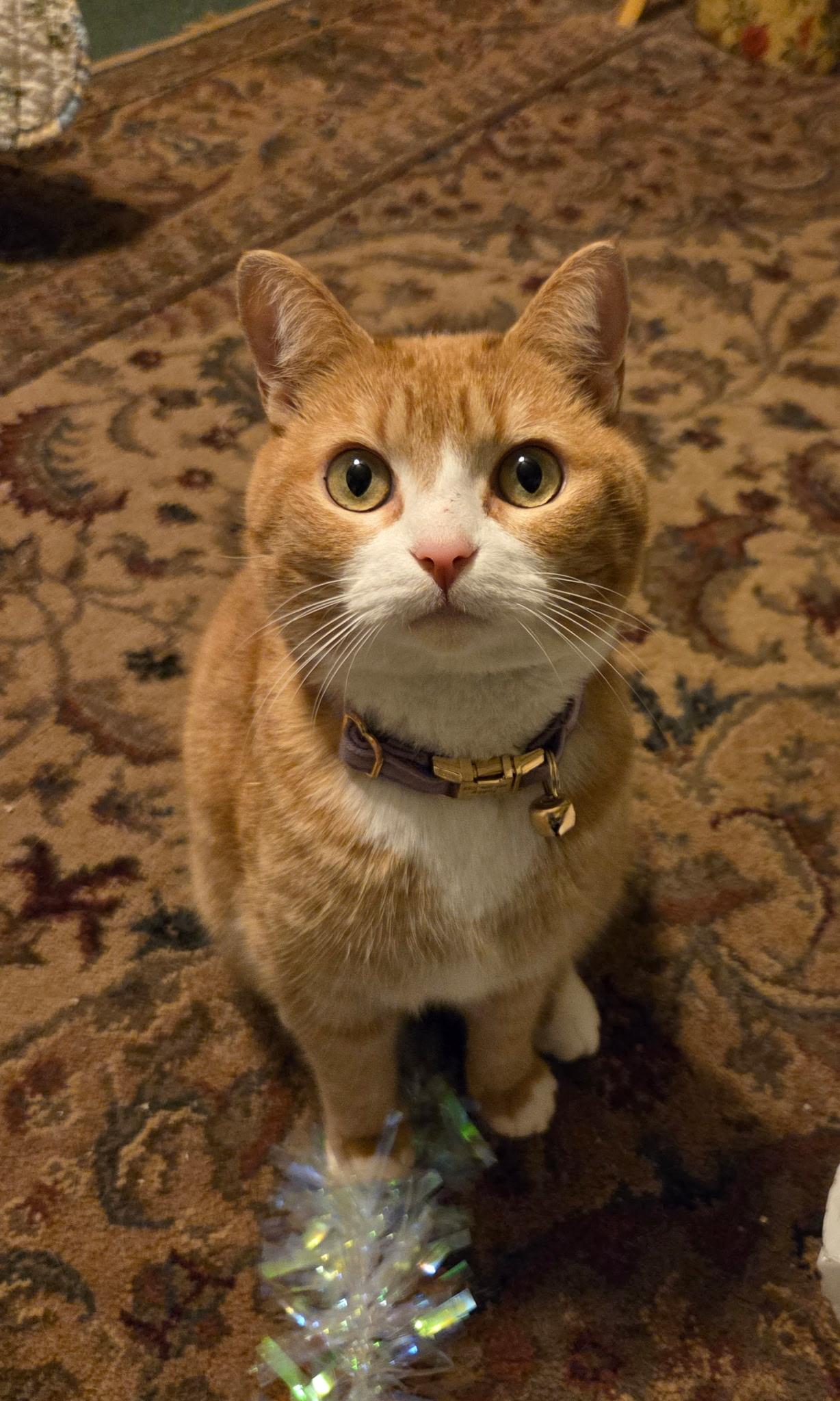 Enlarge Tabatha , a Adoptable Domestic Short Hair in Monroe, TN image 1/4