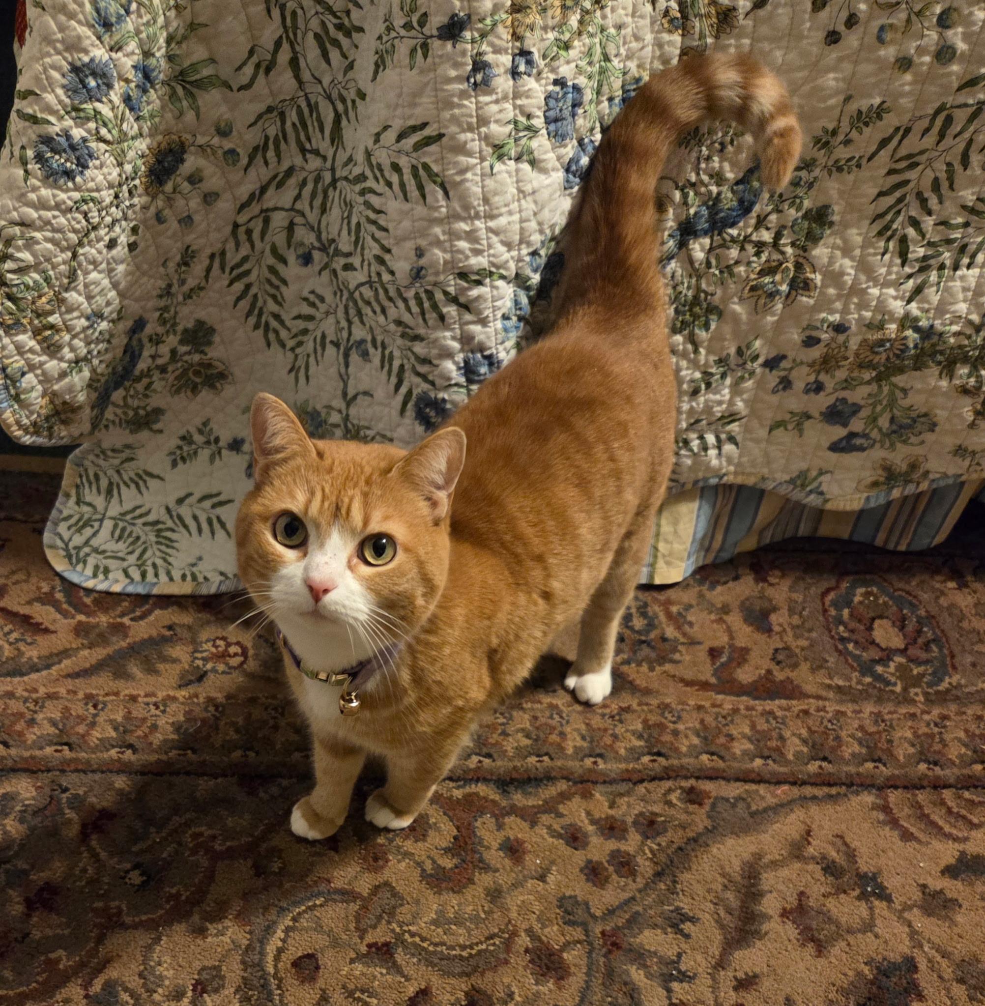 Enlarge Tabatha , a Adoptable Domestic Short Hair in Monroe, TN image 3/4