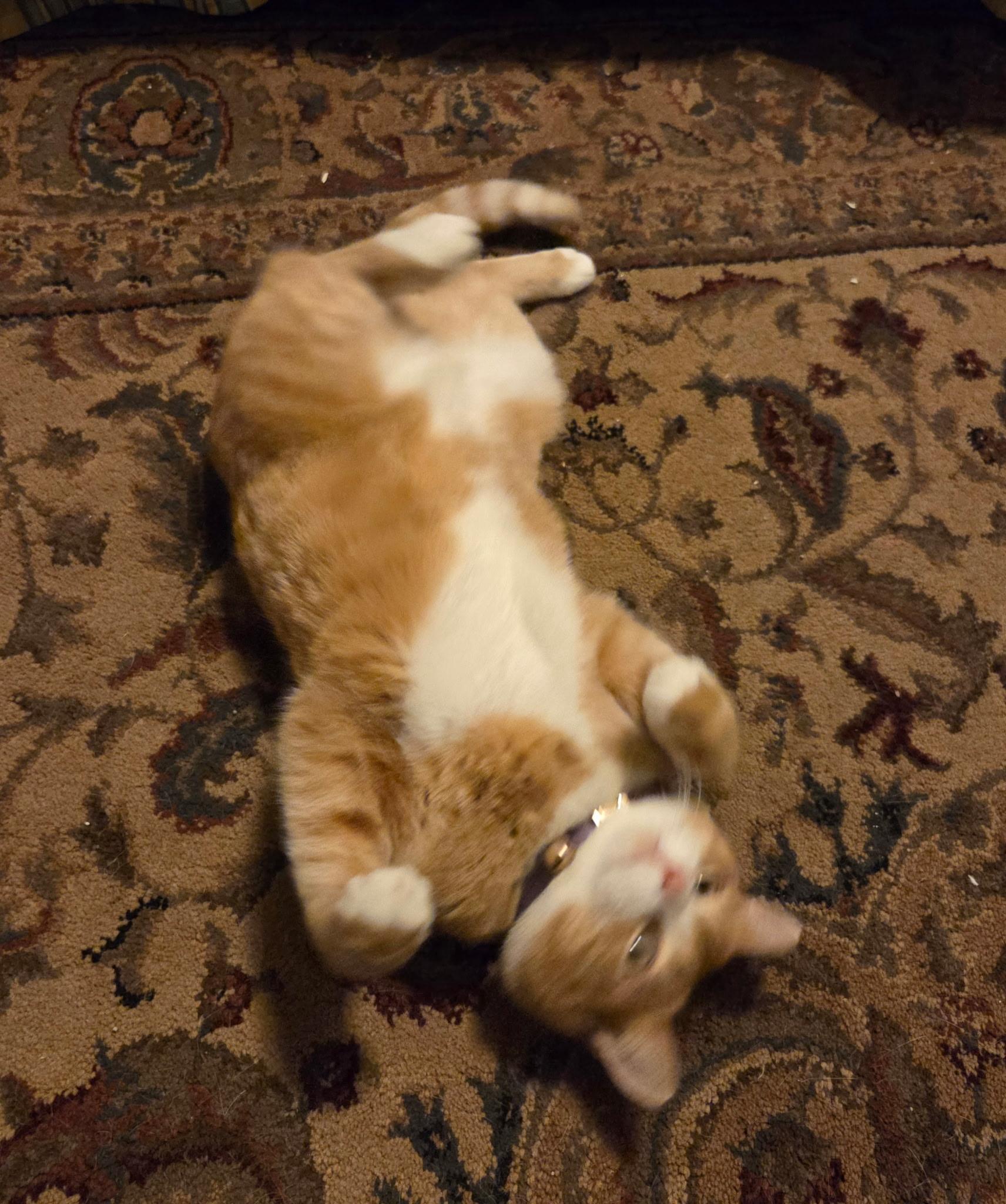 Enlarge Tabatha , a Adoptable Domestic Short Hair in Monroe, TN image 4/4