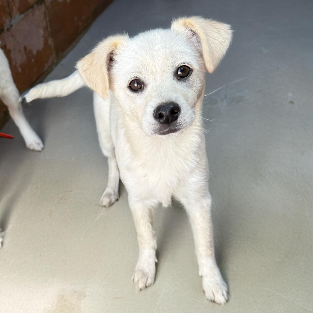 Bert, Adoptable, Puppy Male Spaniel & Chihuahua.