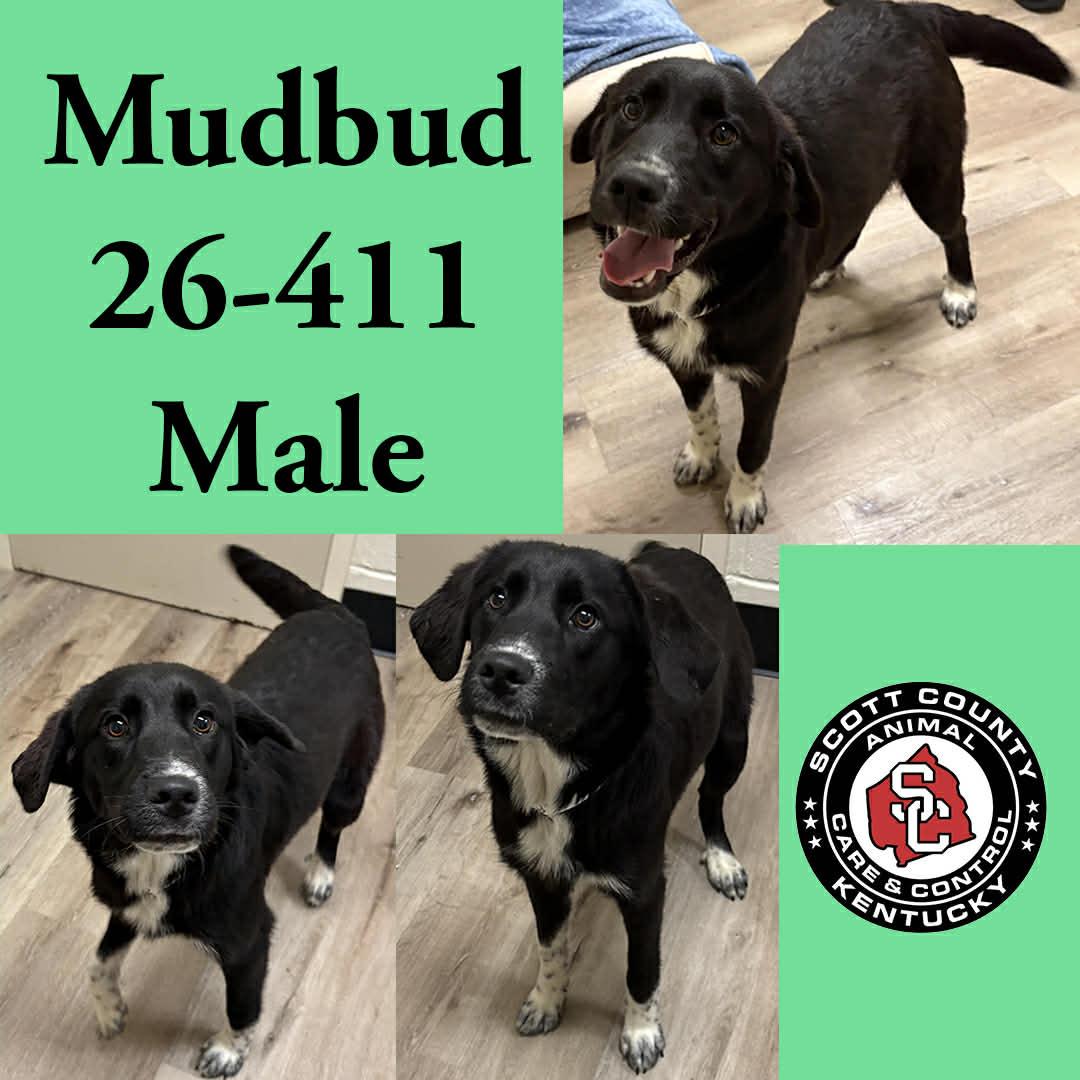Mudbud, Adoptable, Young Male Labrador Retriever.