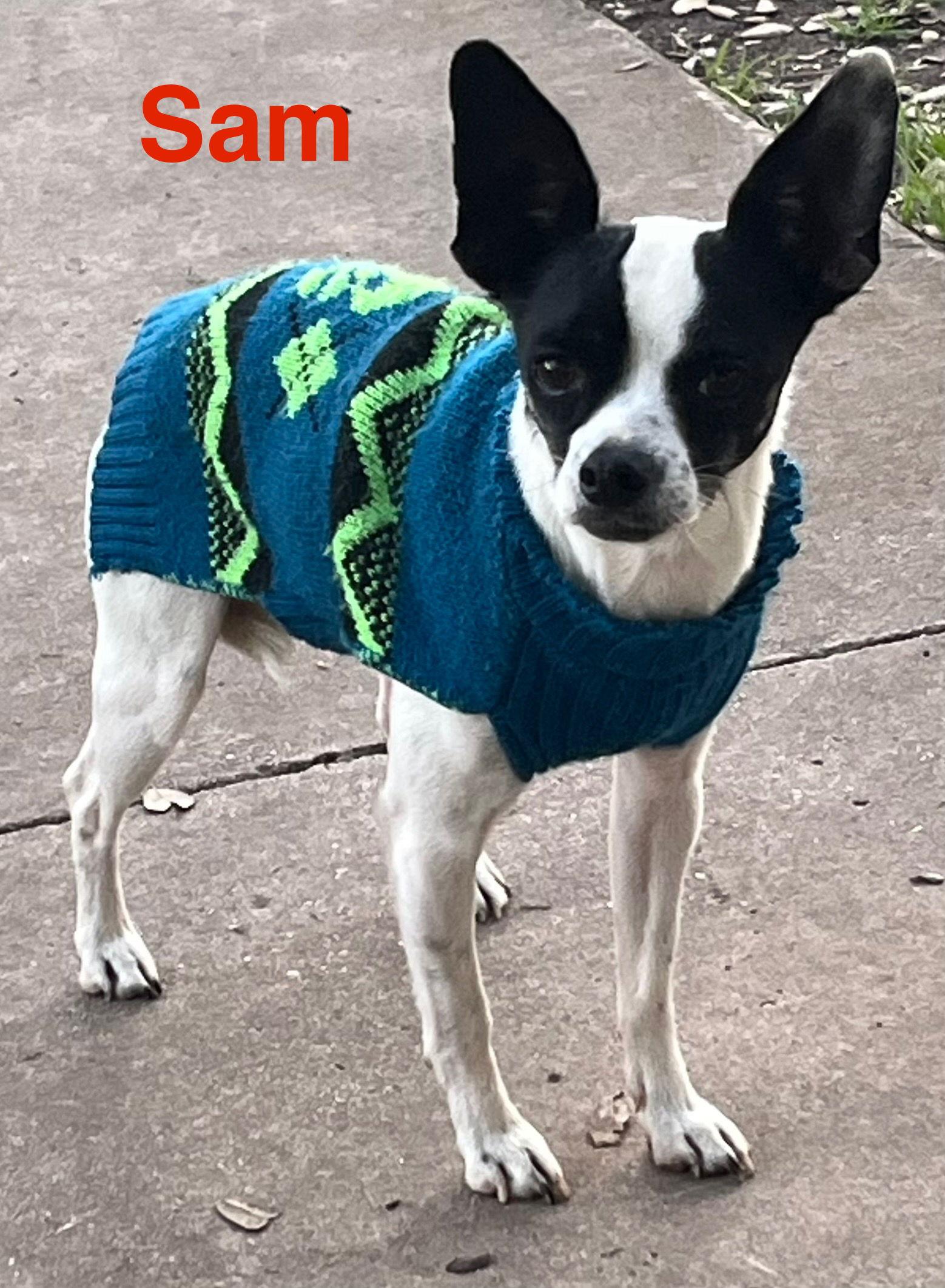 Marrying Sam, Adoptable, Adult Male Jack Russell Terrier.