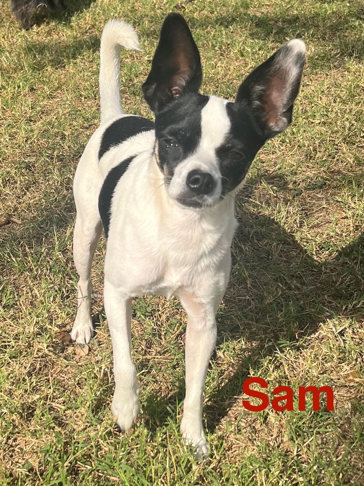 Enlarge Marrying Sam, a Adoptable Jack Russell Terrier in Pipe Creek, TX image 2/3
