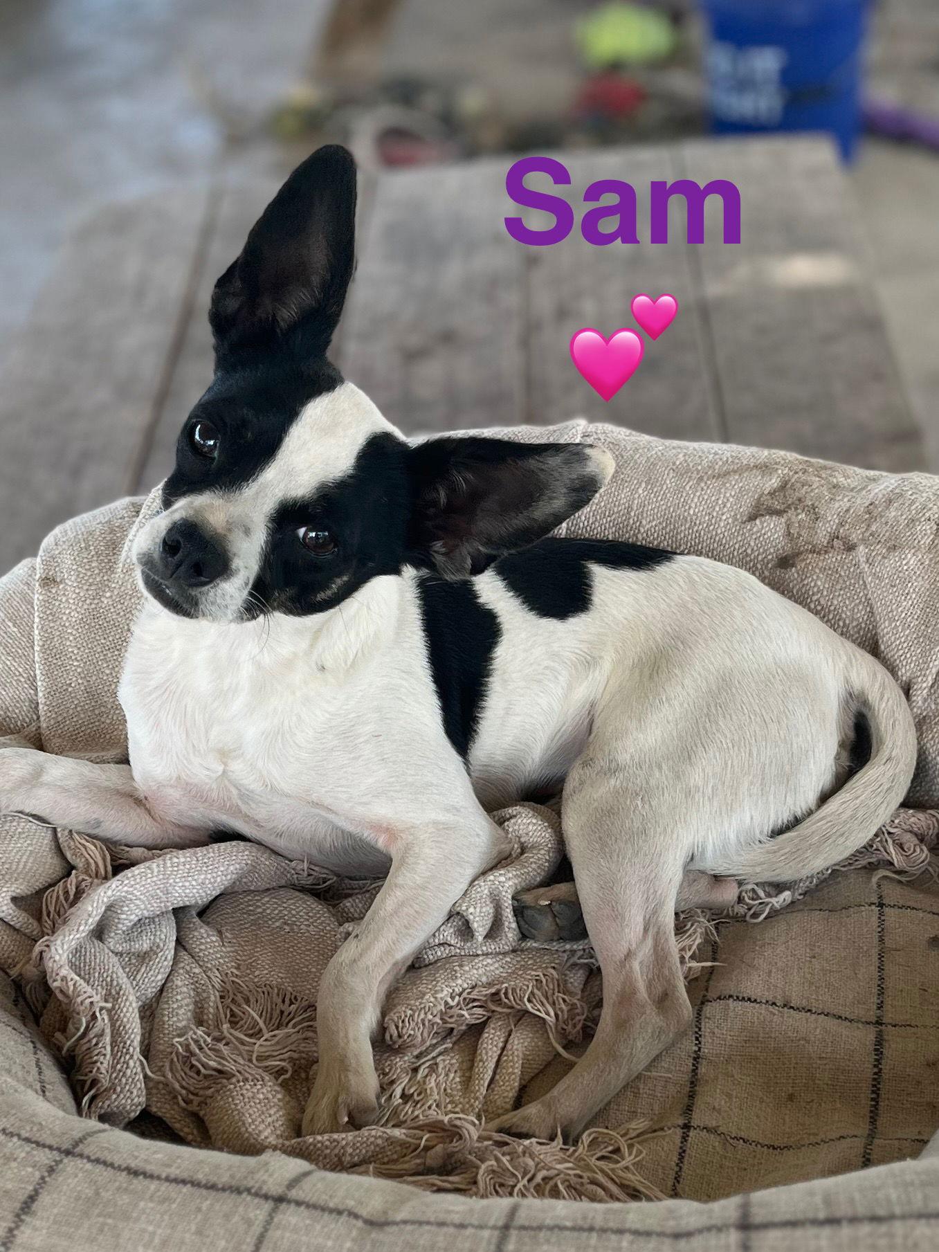Marrying Sam, Adoptable, Adult Male Jack Russell Terrier.