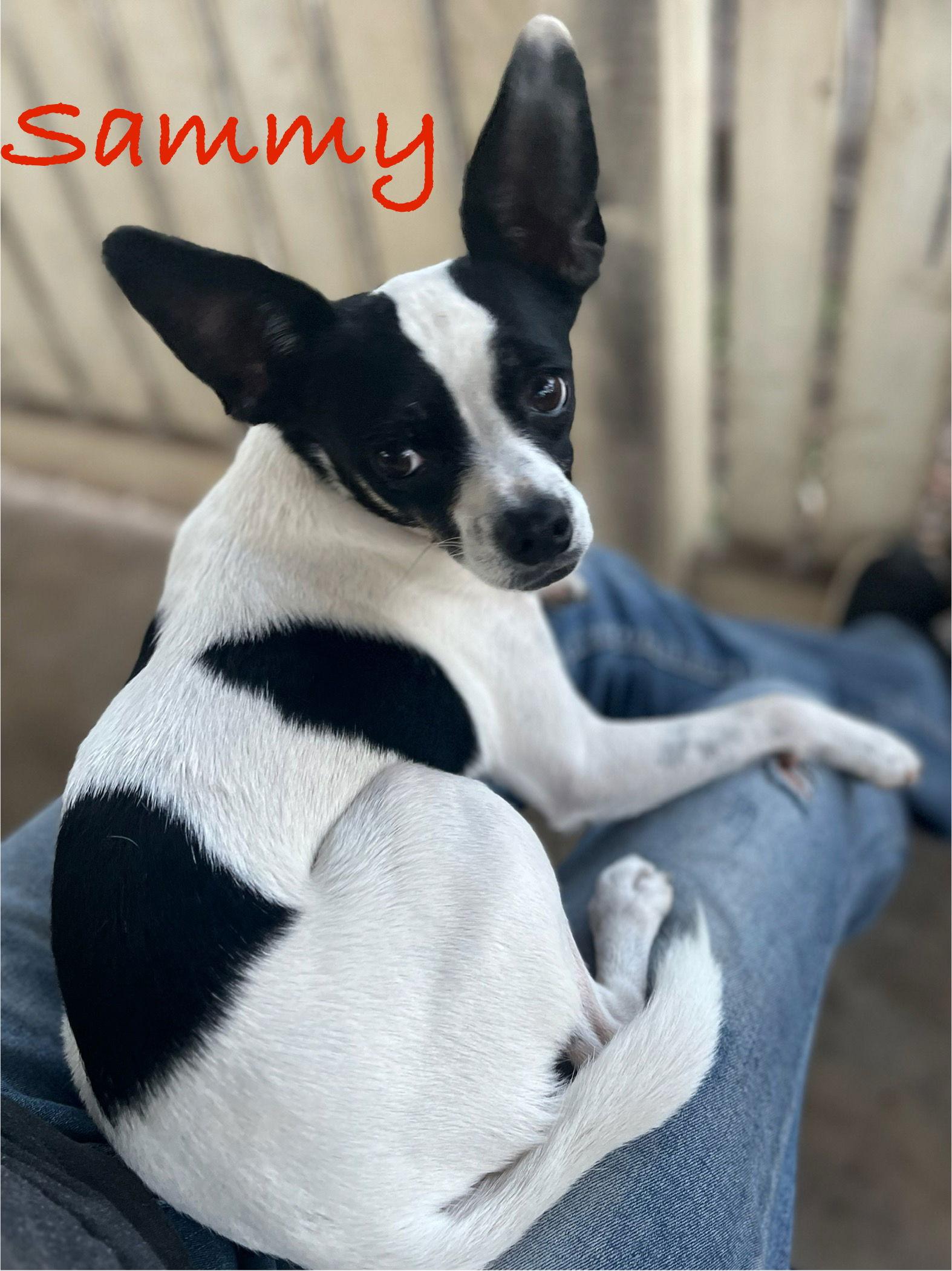 Enlarge Marrying Sam, a Adoptable Jack Russell Terrier in Pipe Creek, TX image 3/3