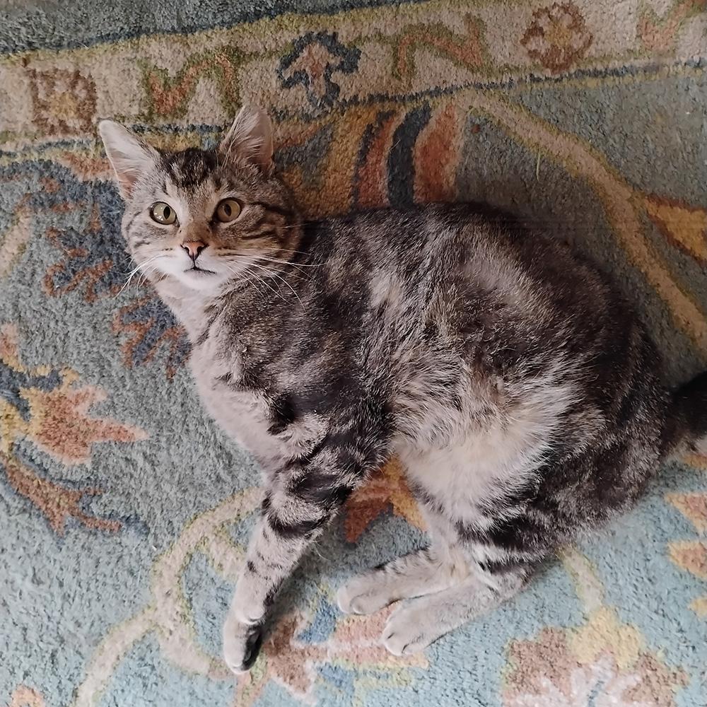 Diddly, ADOPTABLE, Adult Male Domestic Short Hair & Tabby.