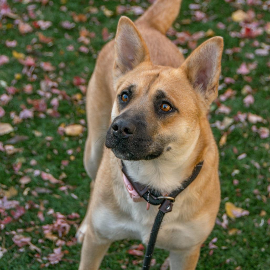 Salem, a Adoptable Mixed Breed in Saint Charles, MO image 1/6