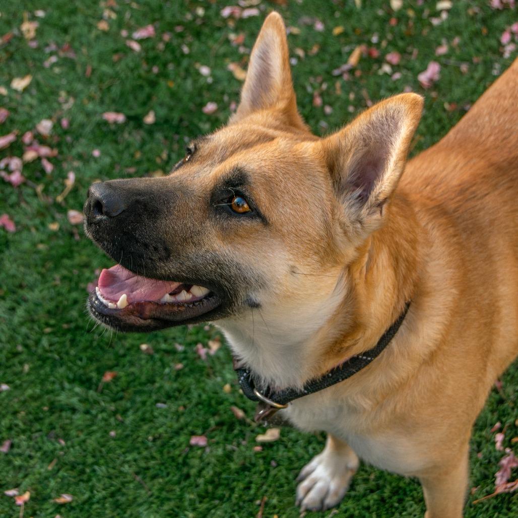 Salem, a Adoptable Mixed Breed in Saint Charles, MO image 2/6