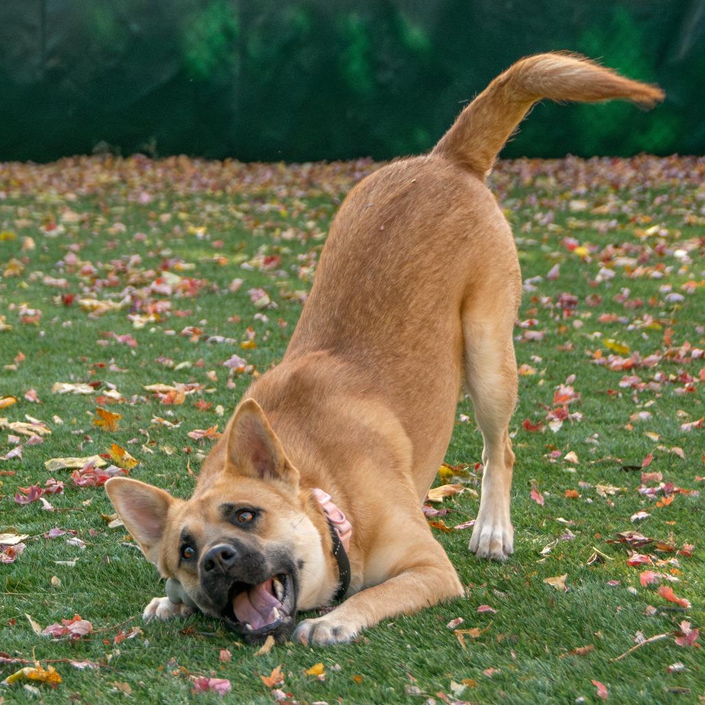 Enlarge Salem, a Adoptable Mixed Breed in Saint Charles, MO image 3/6