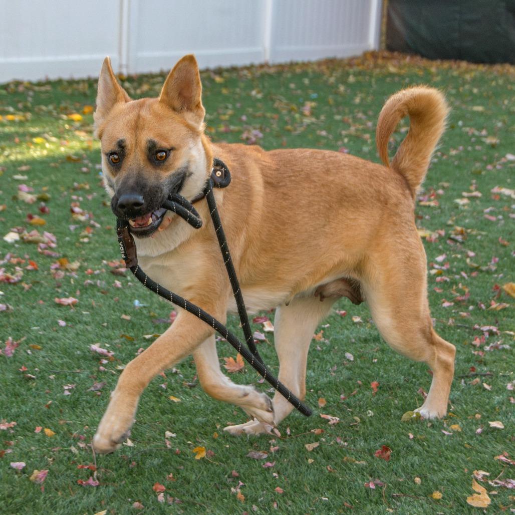 Salem, a Adoptable Mixed Breed in Saint Charles, MO image 3/6