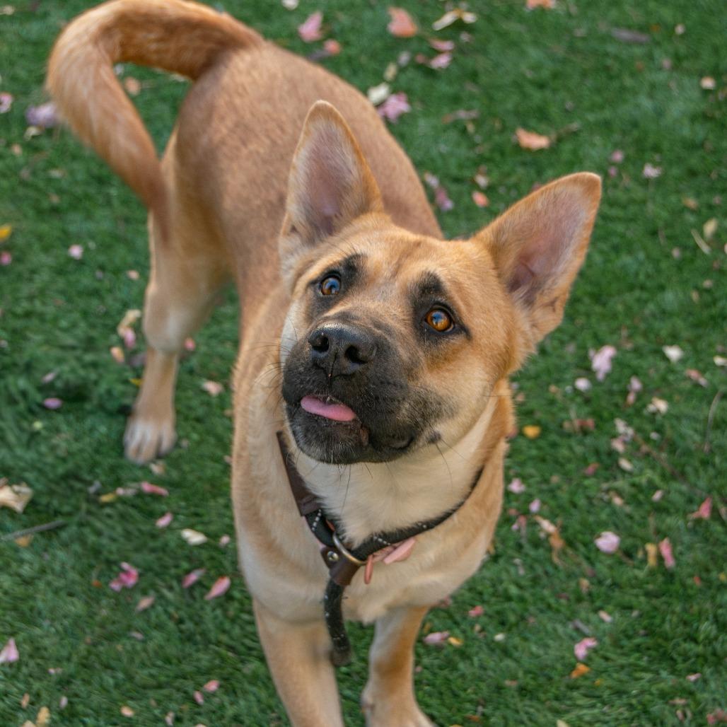 Salem, a Adoptable Mixed Breed in Saint Charles, MO image 4/6