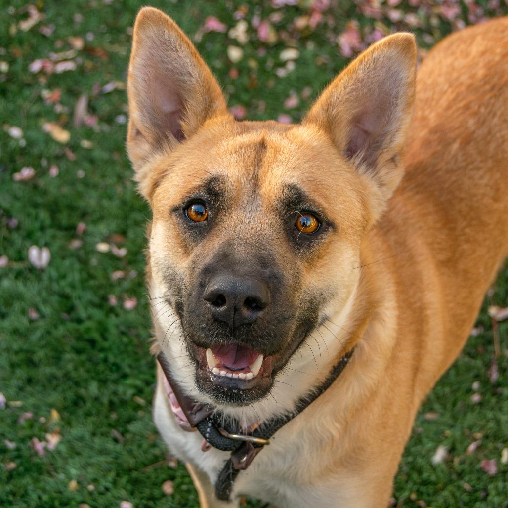 Enlarge Salem, a Adoptable Mixed Breed in Saint Charles, MO image 5/6