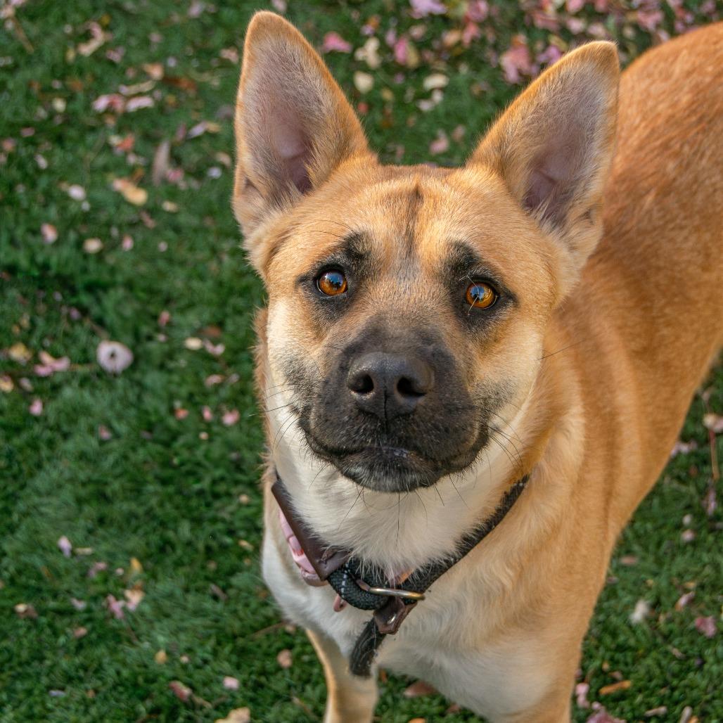 Salem, a Adoptable Mixed Breed in Saint Charles, MO image 5/6