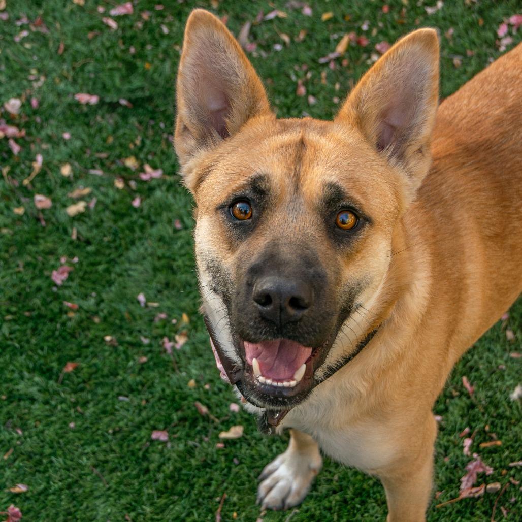 Salem, a Adoptable Mixed Breed in Saint Charles, MO image 6/6