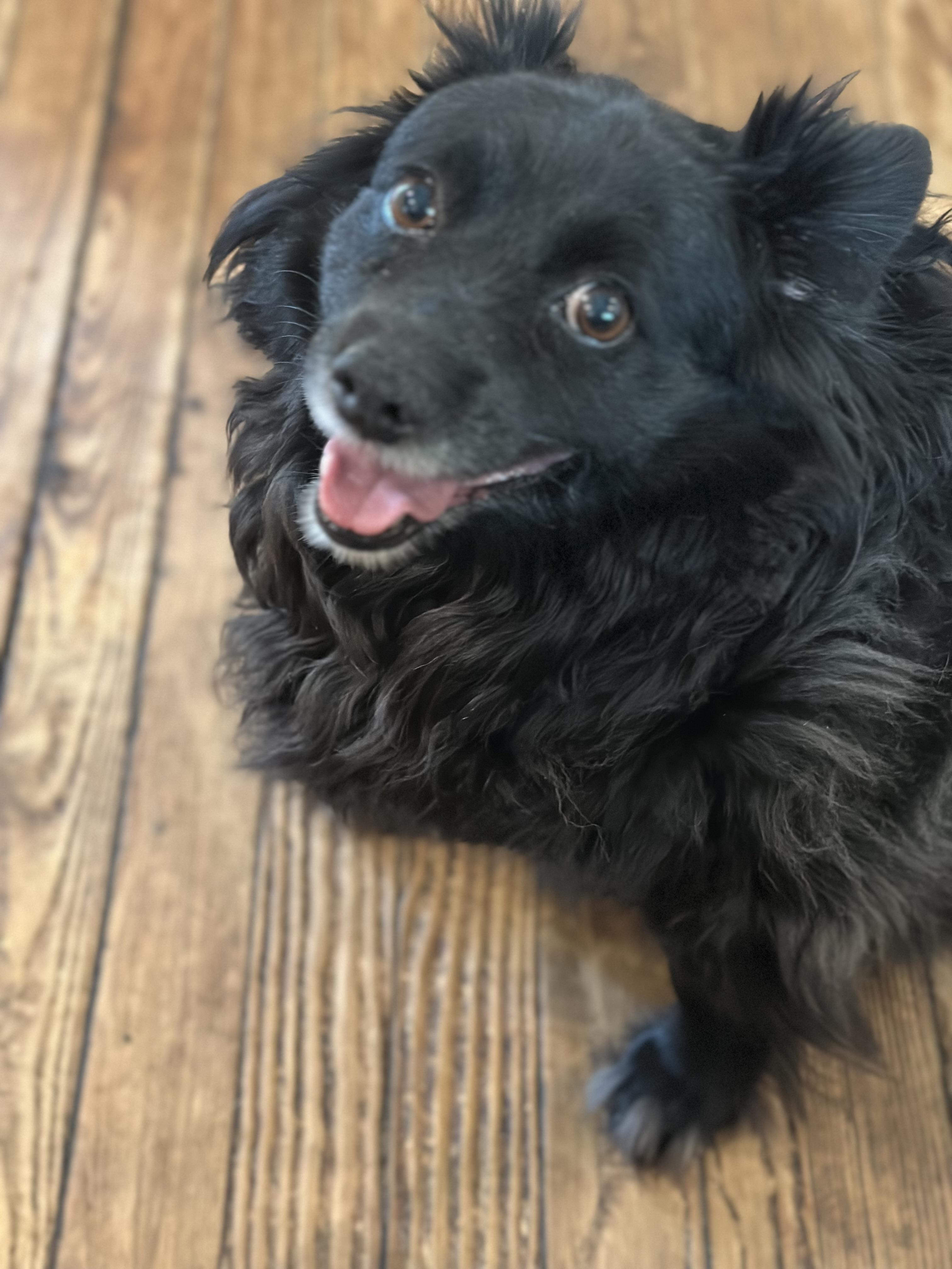 Tessa (D1955), Adoptable, Adult Female Pomeranian & Chihuahua.