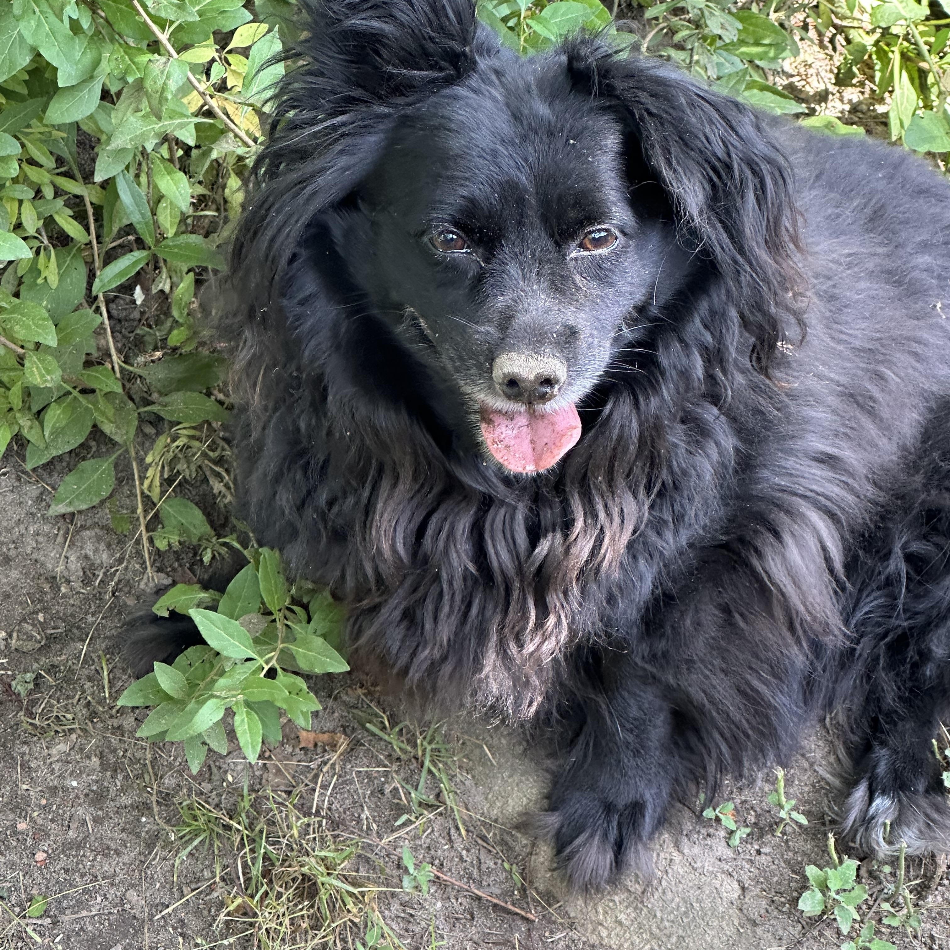 Tessa (D1955), a Adoptable mixed breed in Hayes, VA image 3/5