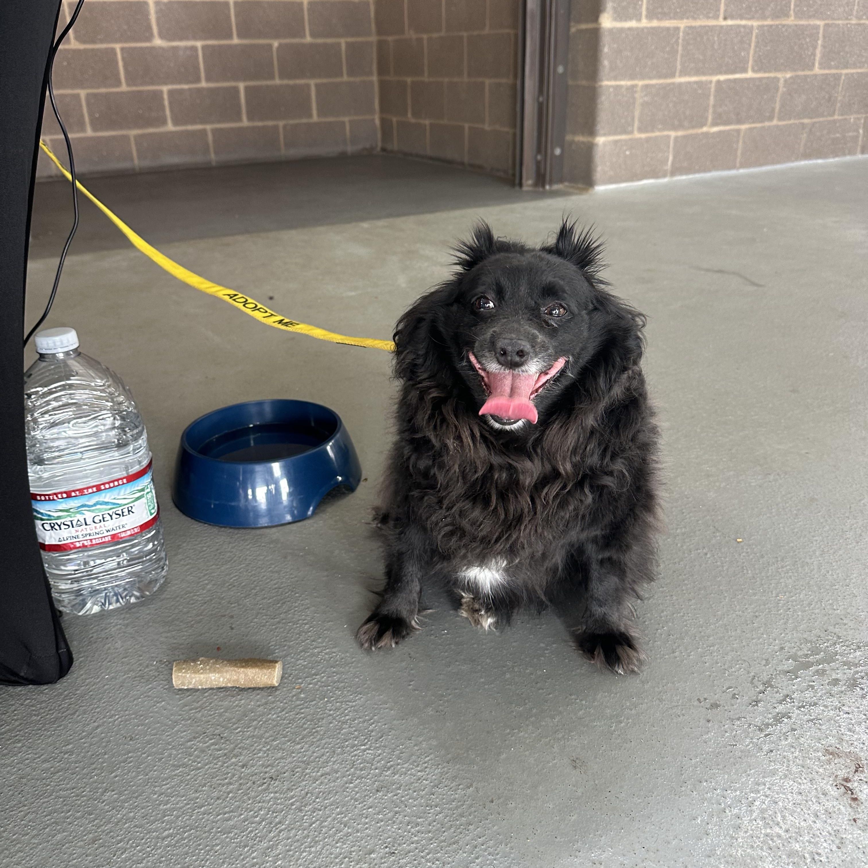 Tessa (D1955), a Adoptable mixed breed in Hayes, VA image 4/5