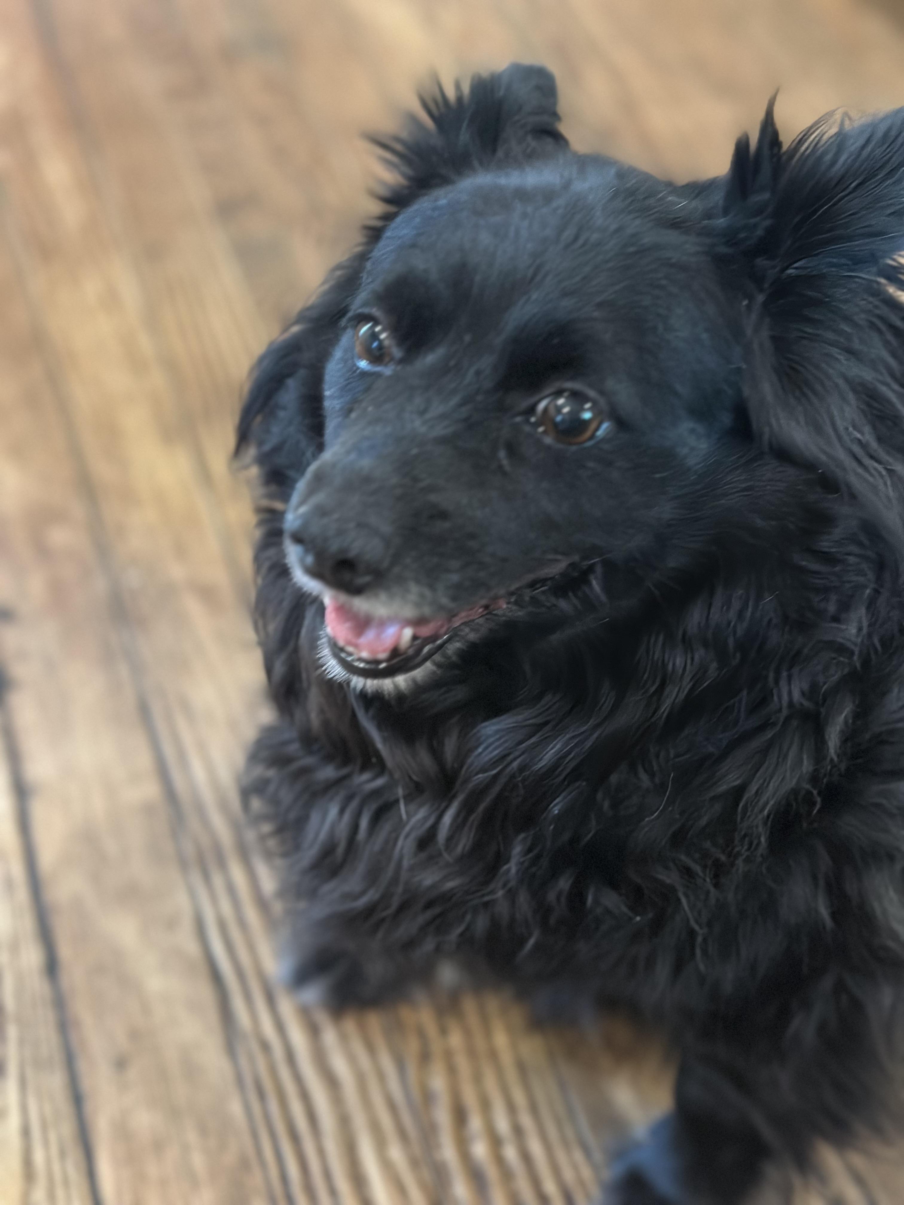 Tessa (D1955), a Adoptable mixed breed in Hayes, VA image 5/5