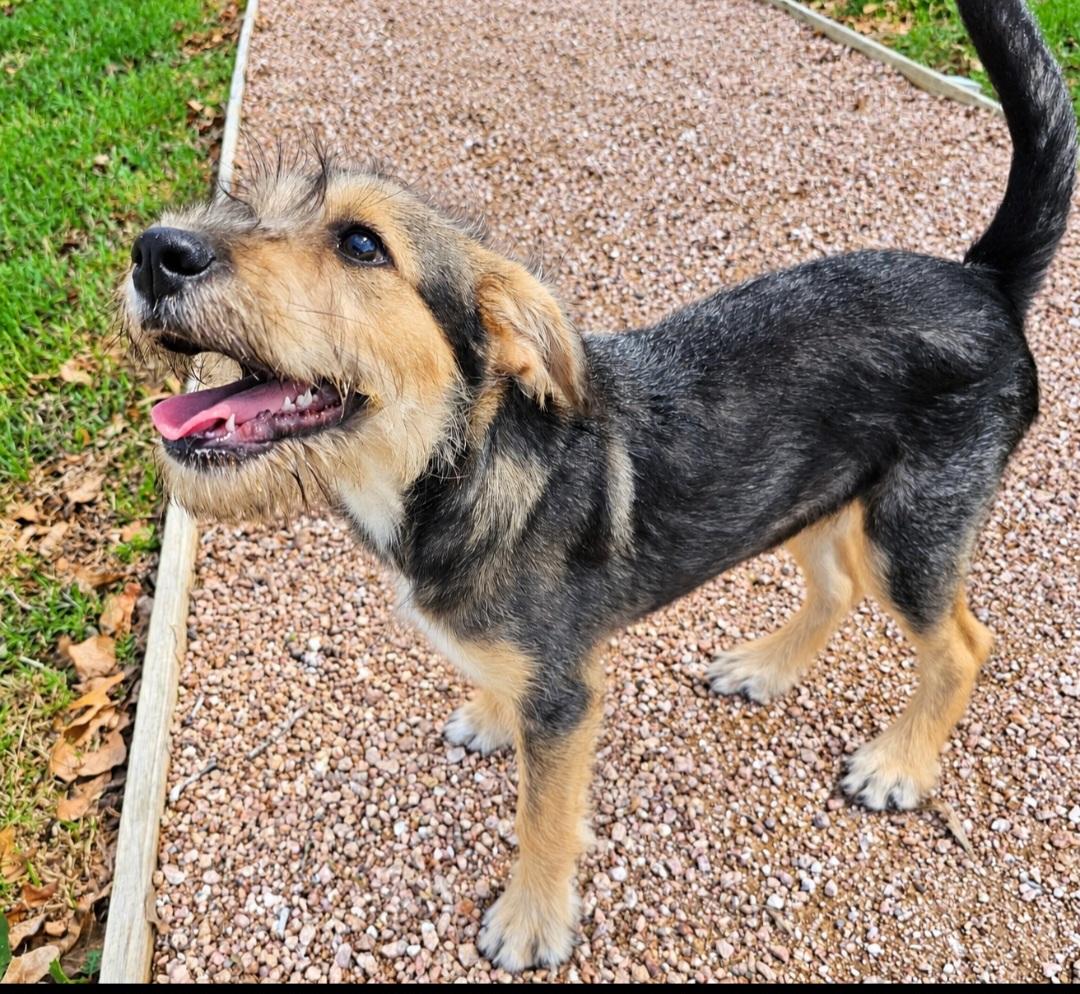 Enlarge PATSY, a Adoptable mixed breed in Albany, NY image 2/6