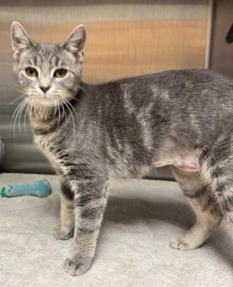 POPPY, Adoptable, Kitten Female Tiger.