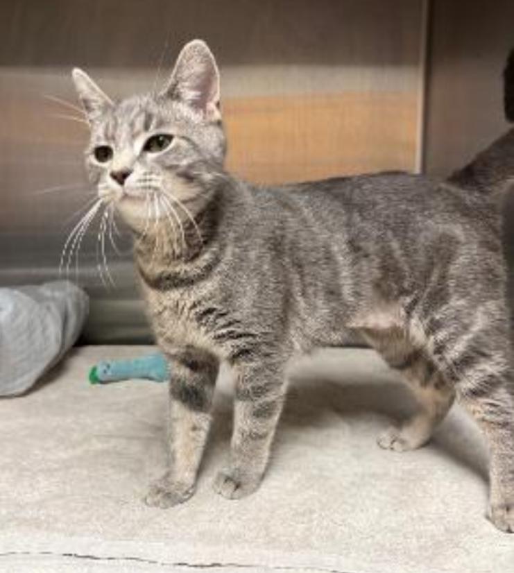 Enlarge POPPY, a Adoptable mixed breed in Carroll, OH image 2/3
