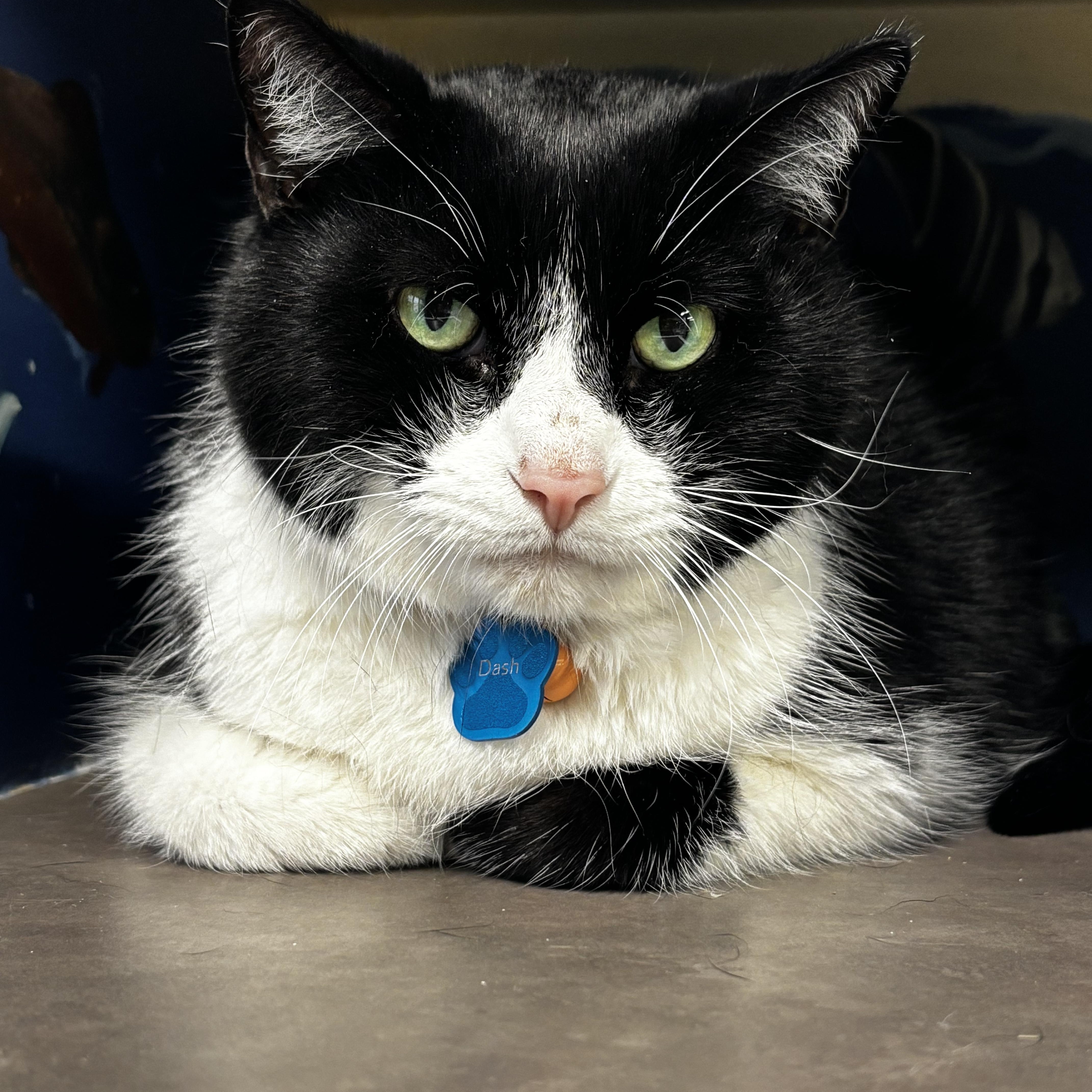 Enlarge Dash, a ADOPTABLE Domestic Short Hair in Grand Rapids, MI image 2/4