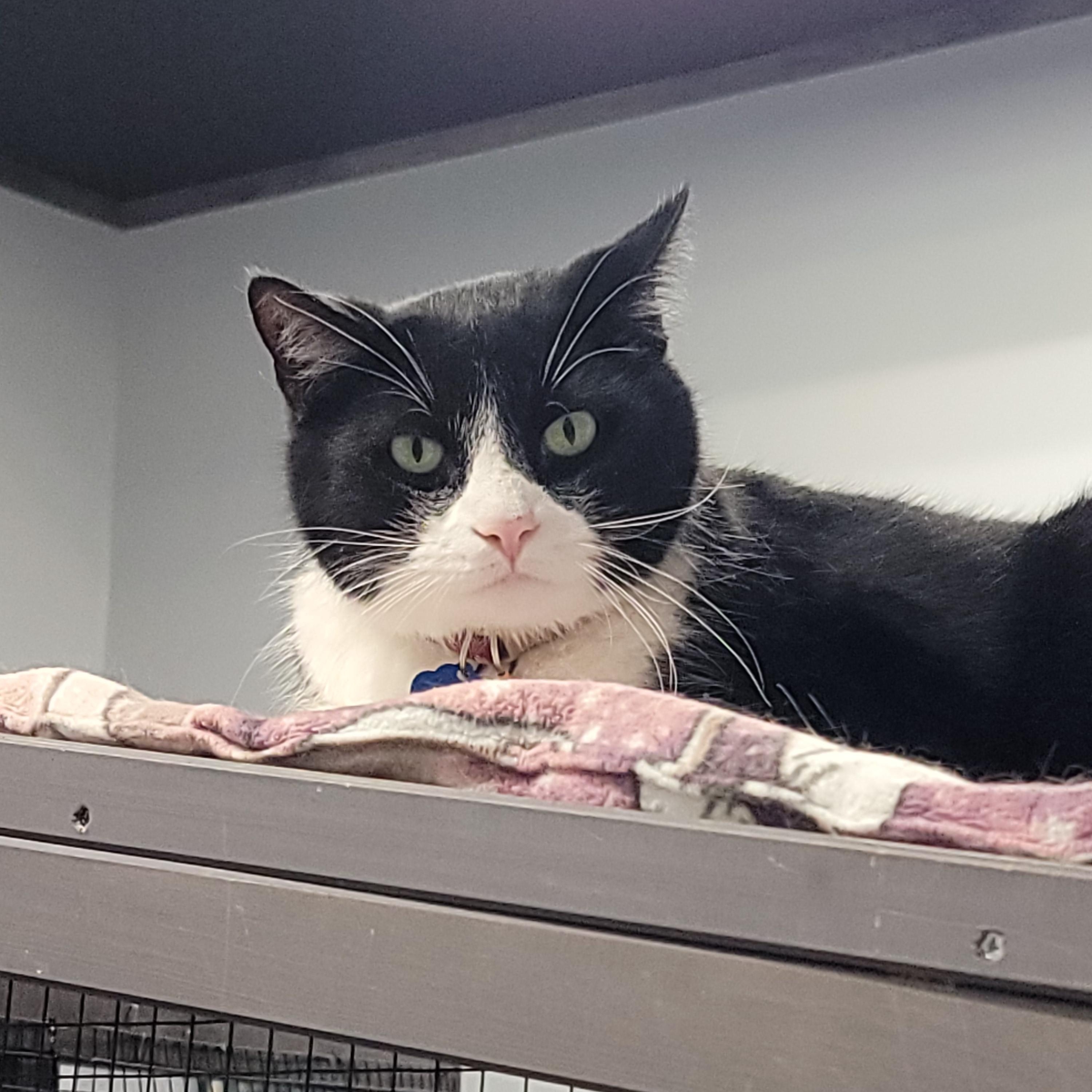 Dash, ADOPTABLE, Adult Male Domestic Short Hair.