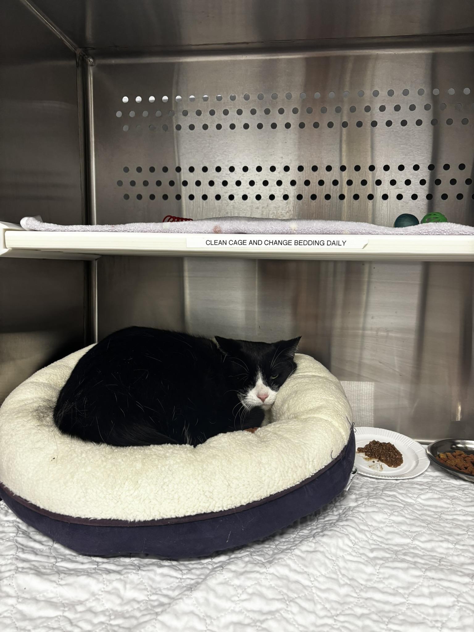 Enlarge Dash, a ADOPTABLE Domestic Short Hair in Grand Rapids, MI image 4/4