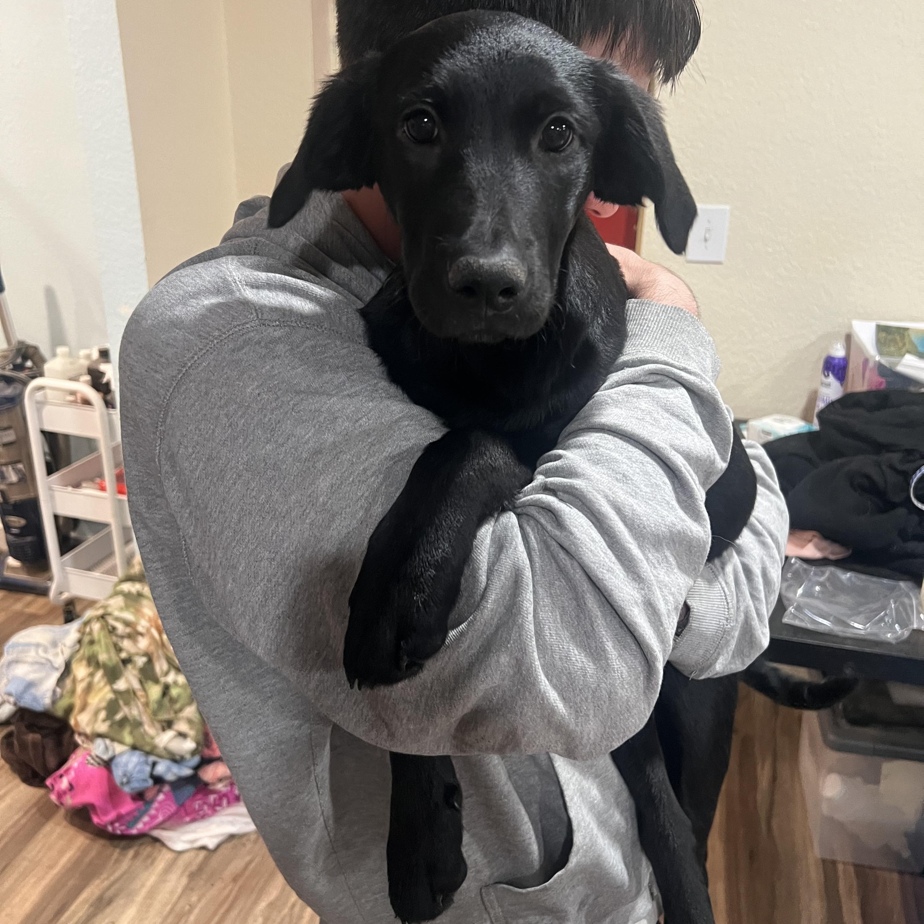 Jenny, adopted, Puppy Female Black Labrador Retriever & Catahoula Leopard Dog.