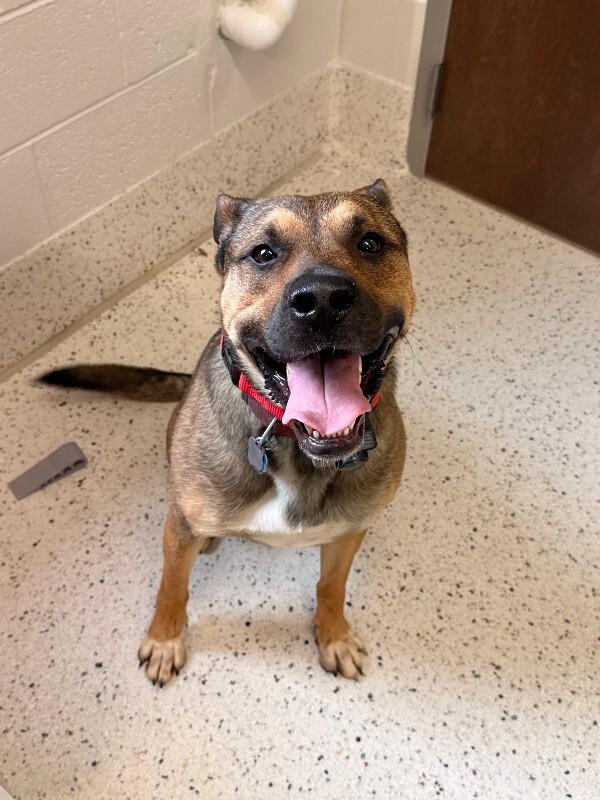 Max (Sponsored Adoption), Adoptable, Adult Male Shepherd.