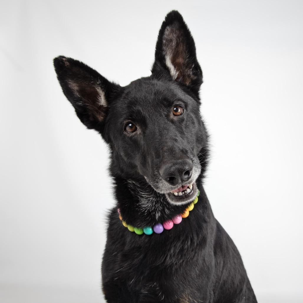Remi, Adoptable, Adult Female German Shepherd Dog.