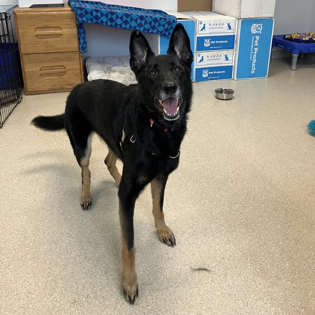 Remi, a Adoptable German Shepherd Dog in Murray, UT image 3/6